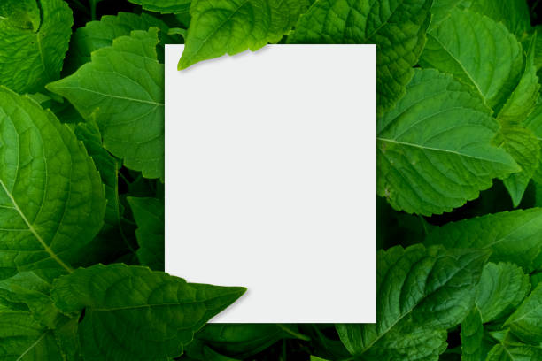 istock Creative layout made of leaves with white paper card note 826251952