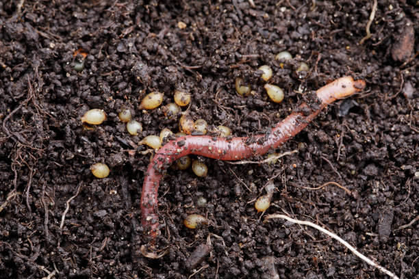 Vermicompost Red worm eggs in compost eisenia fetida stock pictures, royalty-free photos & images