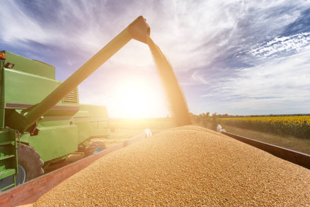 Combine harvester agriculture machine harvesting golden ripe wheat field Combine harvester agriculture machine harvesting golden ripe wheat field harvest festival stock pictures, royalty-free photos & images