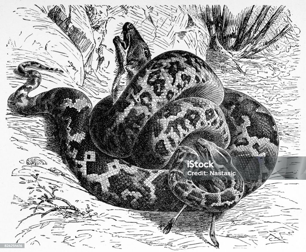 Python molurus (Yellow burmese python) Illustration of a Python molurus (Yellow burmese python) Snake stock illustration