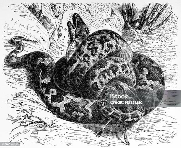 Python Molurus Stock Illustration - Download Image Now - Snake, 19th Century Style, Animal