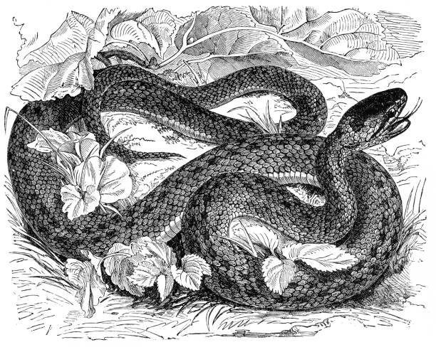 wąż szczura (coronella laevis) - rat snake illustrations stock illustrations