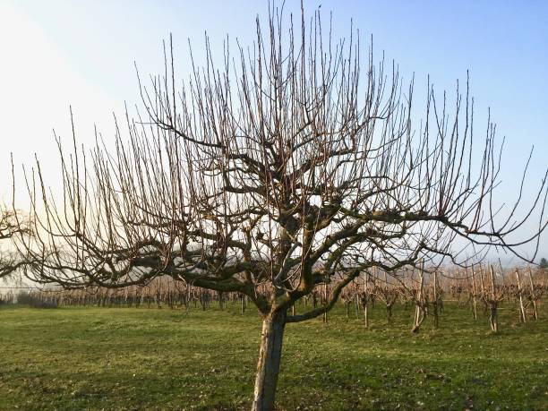 istock Vineyard in February - tree in foreground 826255804