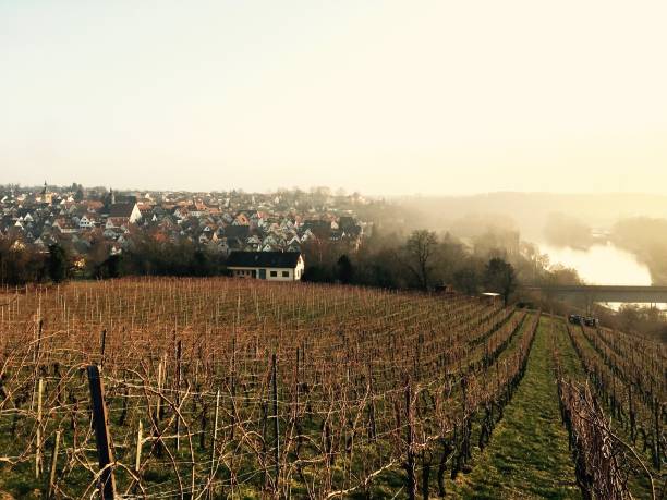 istock Vineyard in February - view down to the river 826255872