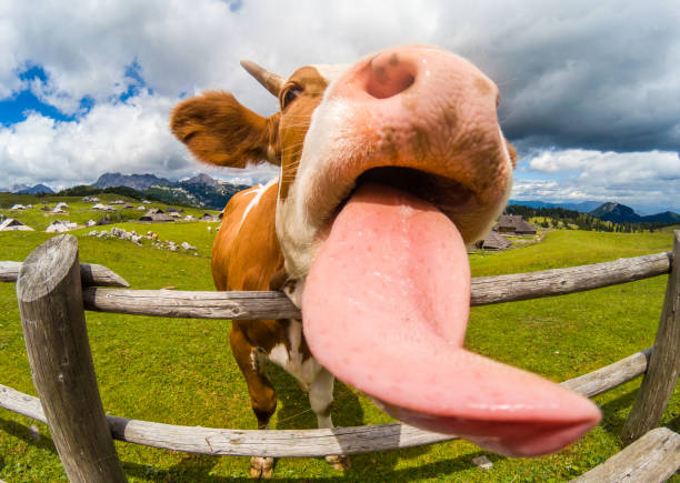 Happy cow free range grass fed stock photo
