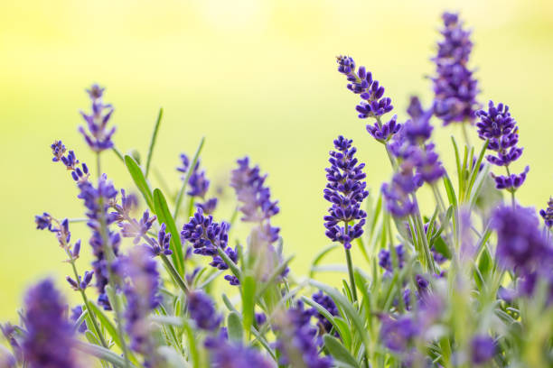 istock lavander flowers in blossom 826256142