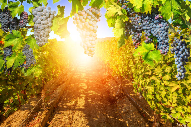 istock Red grapes hanging in vineyard 826256214