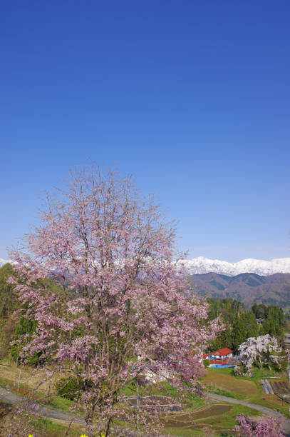 istock Sakura and Northern Alps(Nagano Prefecture) 826258296