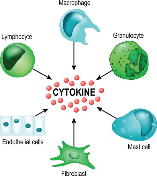 Cytokines Cytokines are released by cells and affect the behavior of other cells. Vector concept endothelial stock illustrations