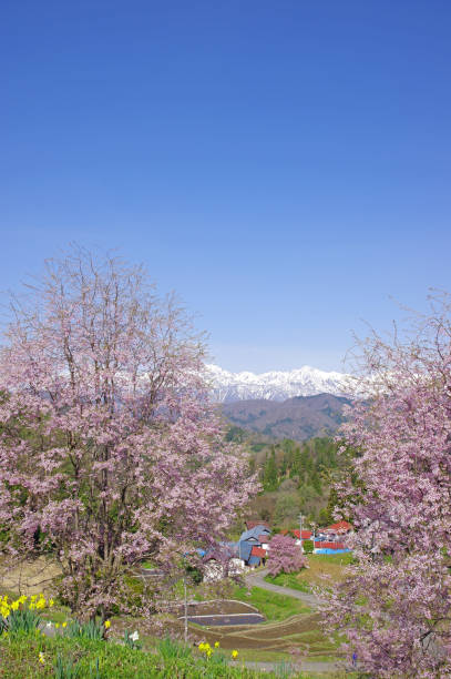 istock Sakura and Northern Alps(Nagano Prefecture) 826259400