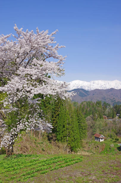 istock Sakura and Northern Alps(Nagano Prefecture) 826259942