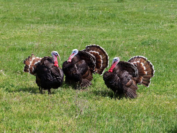 istock Strutting male turkey on a green meadow 826268302