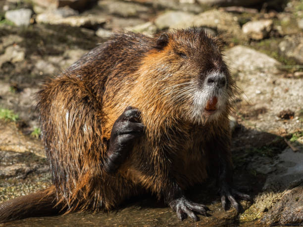 istock A beaver is cleaning himself by the water 826271686