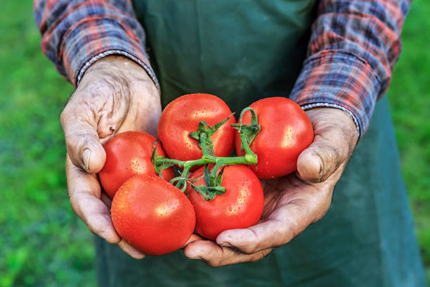 istock Close-up of farmer holding tomatoes 826273100