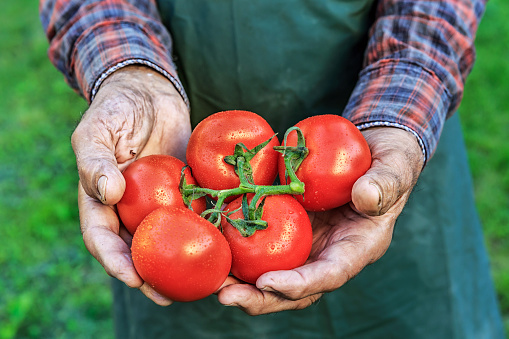 Close-up of farmer holding tomatoes, high angle view.