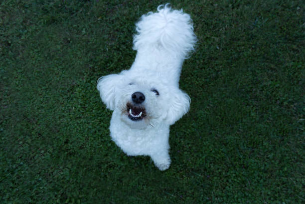 Cute puppy outdoor