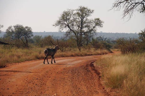 istock Antelope Kruger National Park 826276710