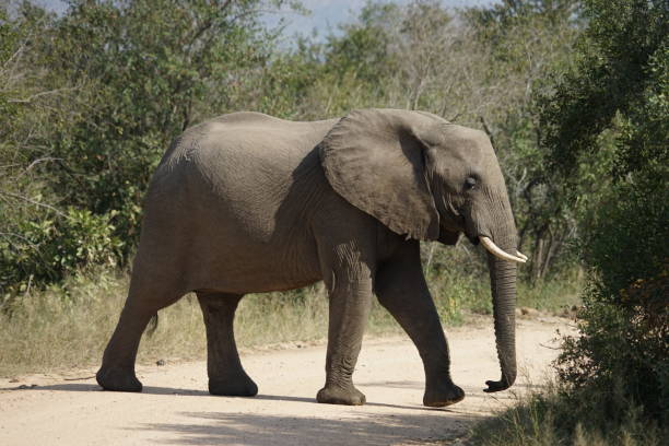 istock African Elephant Kruger National Park 826276838