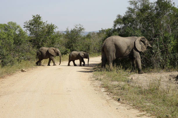 istock African Elephant Kruger National Park 826276942