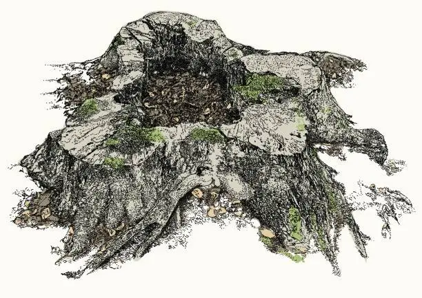 Vector illustration of Tree Stump