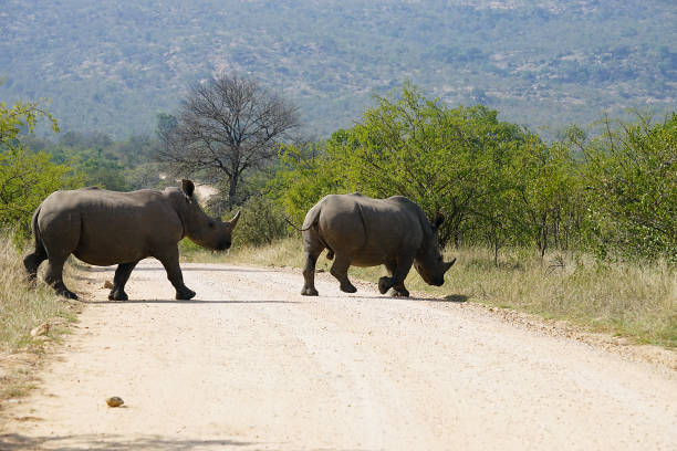 istock white Rhino in the Kruger National Park 826279552
