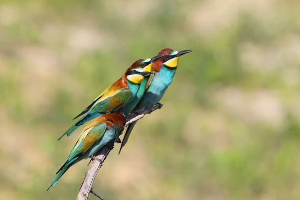 istock Various scene from bee-eaters life. 826279676
