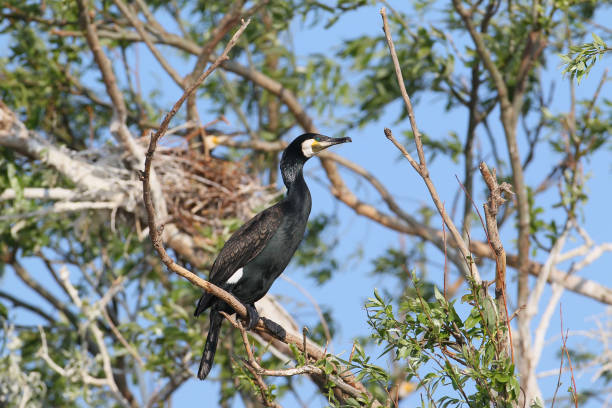 istock Common cormoran with chicks in nest. 826279804