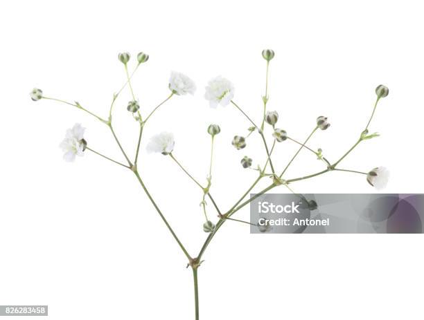 Gypsophila Aislado Sobre Fondo Blanco Foto de stock y más banco de imágenes de Flor - Flor, Rama - Parte de planta, Brote