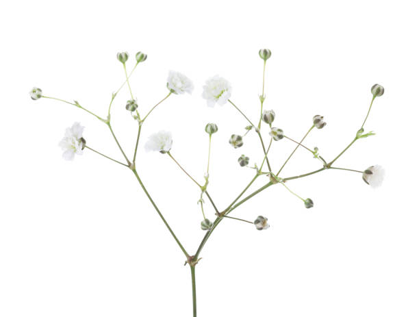 istock Gypsophila isolated on white background. 826283458