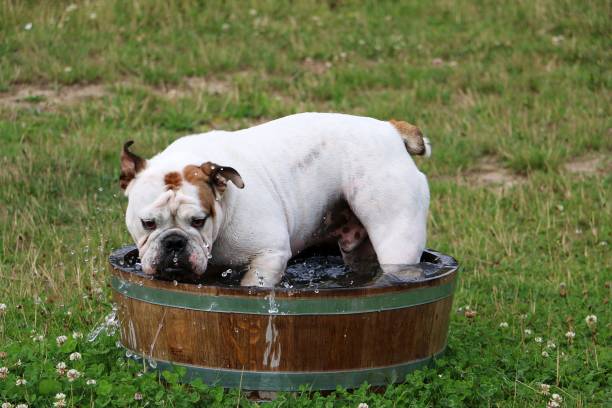 istock Bulldog Pool Party 826283604