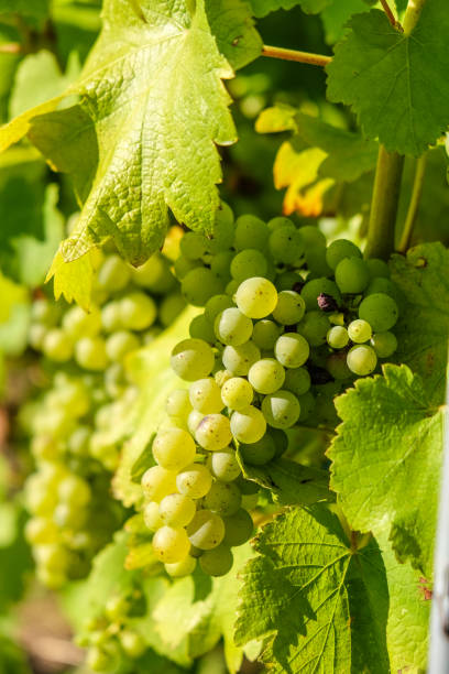 istock Fresh Riesling white grape bunch hanging from vine in winemaking region 826284104