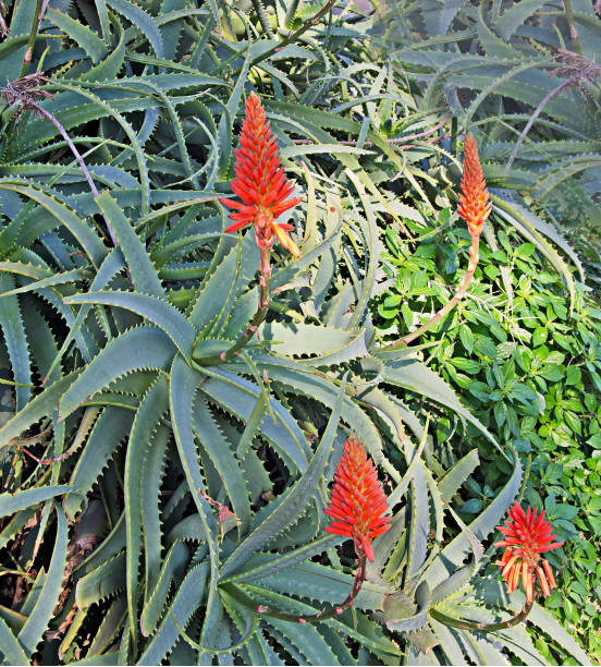 istock Close up of Red aloe flowers 826284586