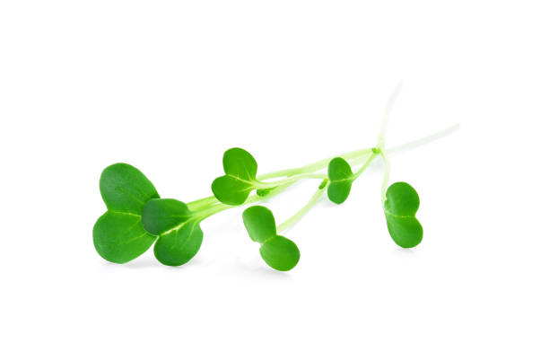 istock heap of alfalfa sprouts on white background 826285072