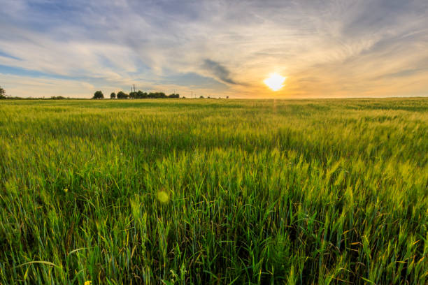 istock Sunset on the field with young green rye. 826287586