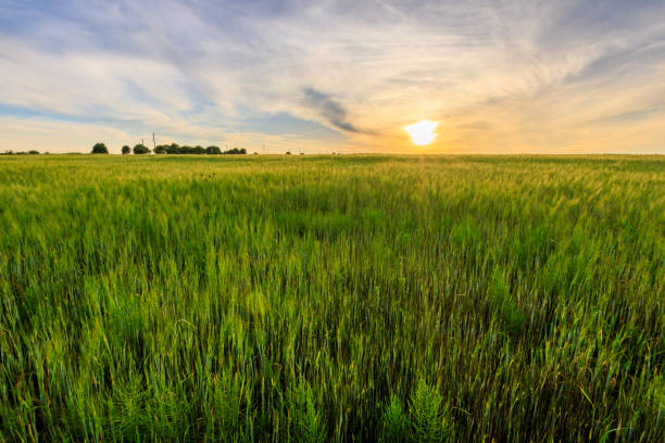 istock Sunset on the field with young green rye. 826287600