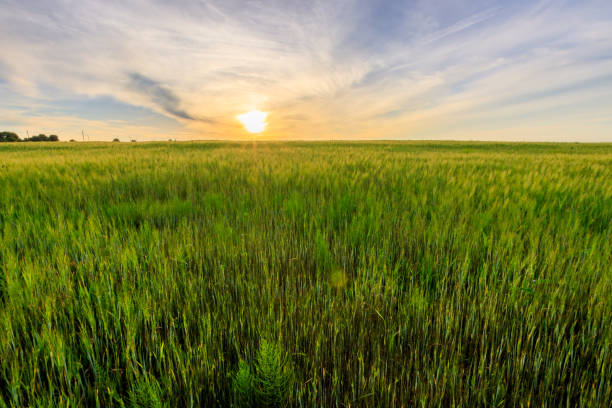 istock Sunset on the field with young green rye. 826287614