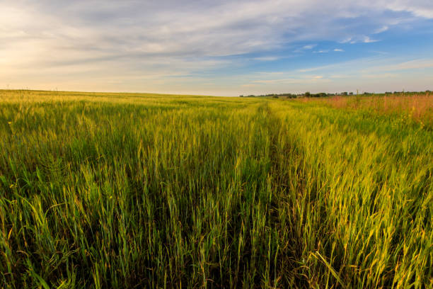 istock Sunset on the field with young green rye. 826287620