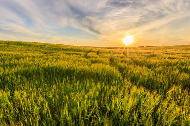 istock Sunset on the field with young green rye. 826287642
