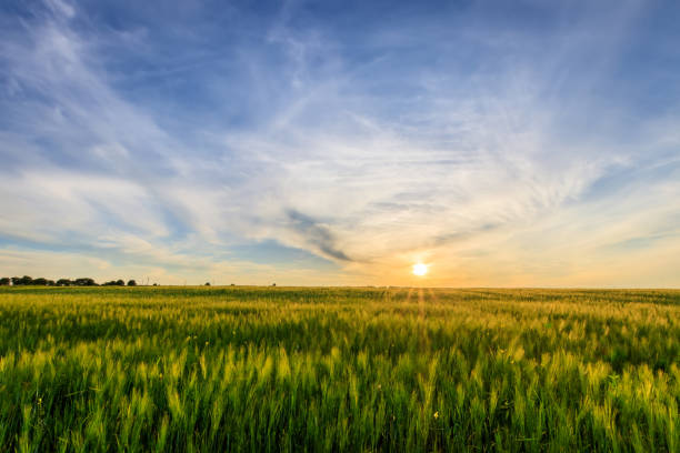 istock Sunset on the field with young green rye. 826287646