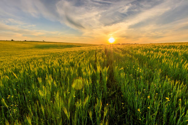 istock Sunset on the field with young green rye. 826287670