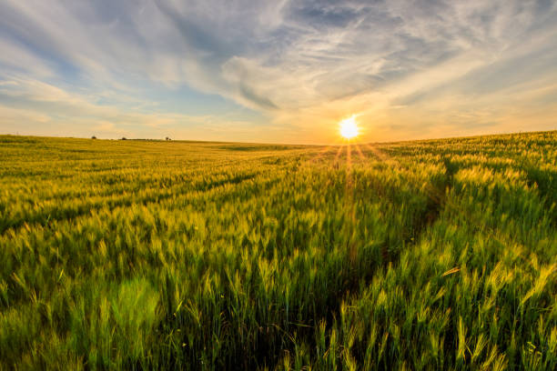 istock Sunset on the field with young green rye. 826287676