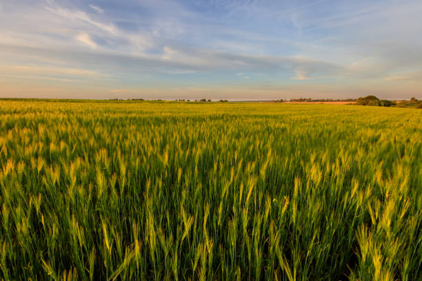 istock Sunset on the field with young green rye. 826287680