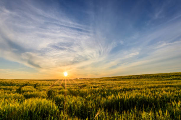 istock Sunset on the field with young green rye. 826287696