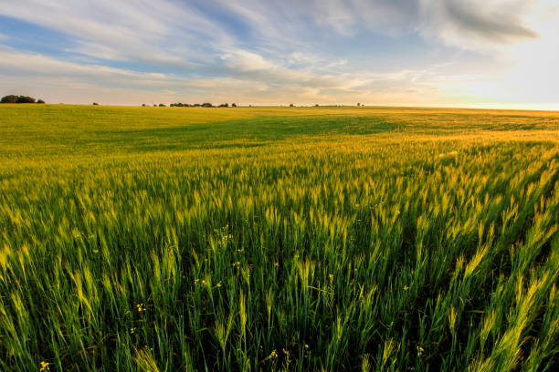 istock Sunset on the field with young green rye. 826287702