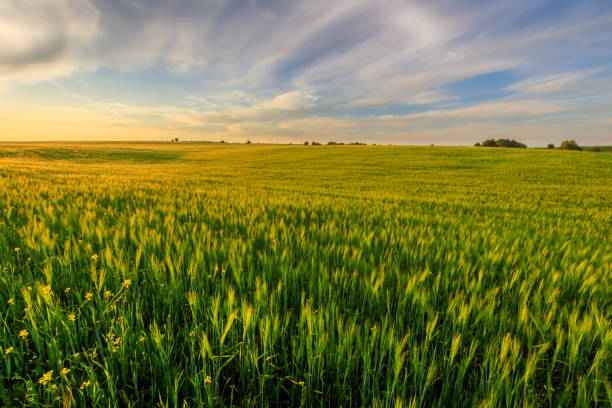 istock Sunset on the field with young green rye. 826287710