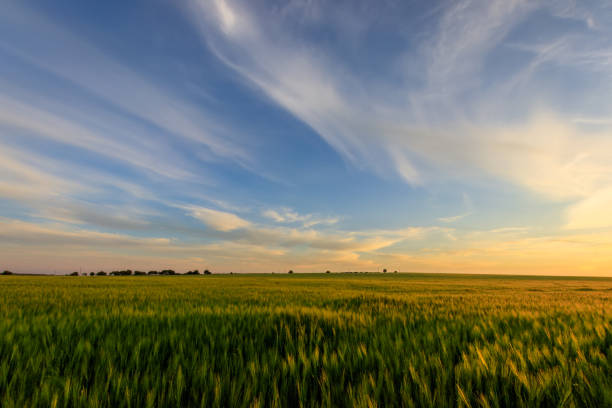 istock Sunset on the field with young green rye. 826287722