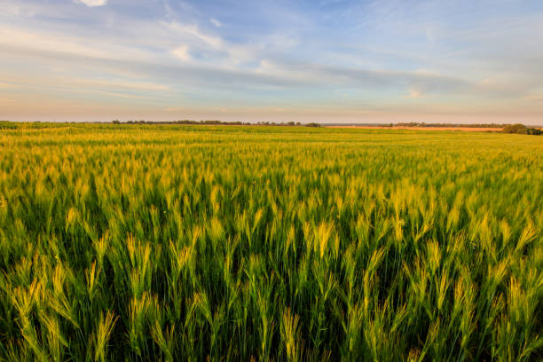 istock Sunset on the field with young green rye. 826287726