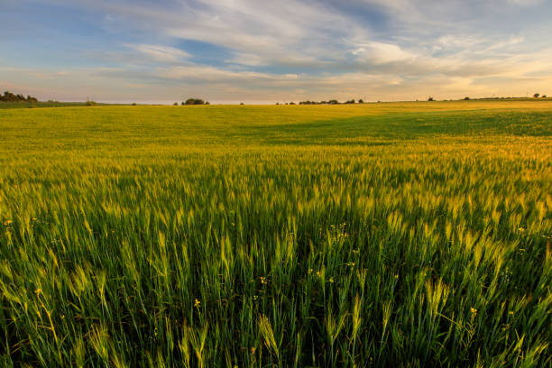 istock Sunset on the field with young green rye. 826287742