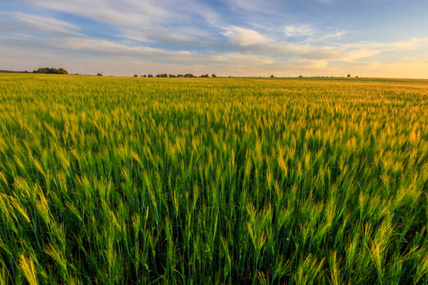 istock Sunset on the field with young green rye. 826287748