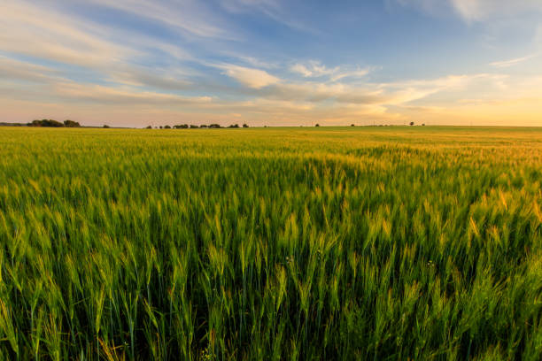 istock Sunset on the field with young green rye. 826287764